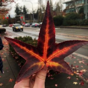 Meet your Posher, Adelaide